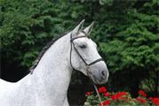 ORBISO