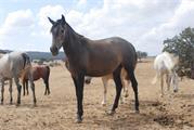 WILBE