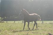XERESA en libertad 2. Villacarriedo, agosto 2009.