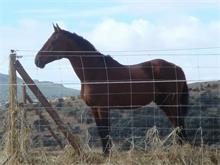 DUETTO D´AUZAY